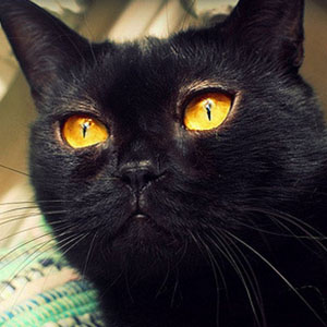 像小型黑豹一样的孟买猫图片大全图片