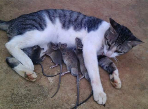 猫帮4只尾巴长长的老鼠喂奶 母爱就是这么伟大