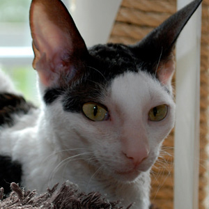 四肢肌腱发达跳跃力强的柯尼斯卷毛猫图片图片