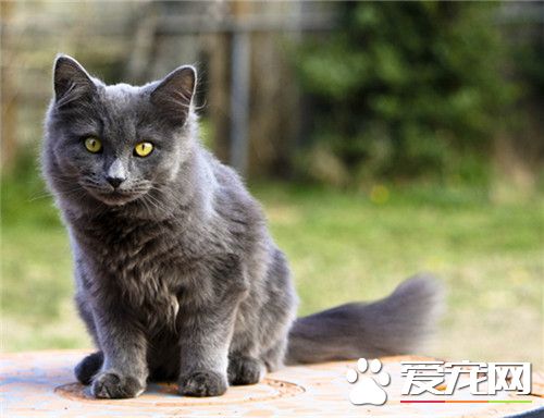 夏特尔猫