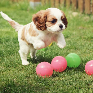 非常华丽而且大方的骑士查理王小猎犬图片图片