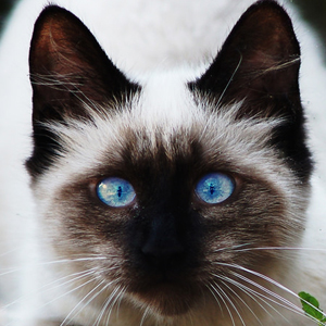 被毛光滑漂亮体态高雅的巴厘猫图片图片