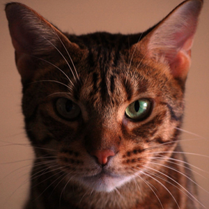 充满野性的斑点纹的奥西猫图片大全图片