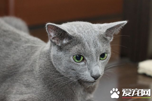 俄罗斯蓝猫