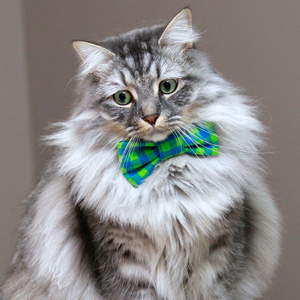 感情丰富对主人非常依恋的西伯利亚猫图片图片