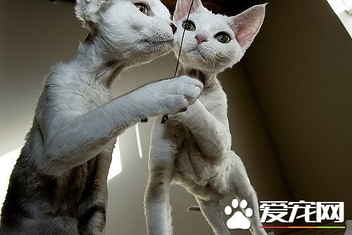 德文卷毛猫