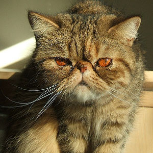 性情独立不爱吵闹的异国短毛猫图片图片