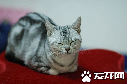 美国短毛猫