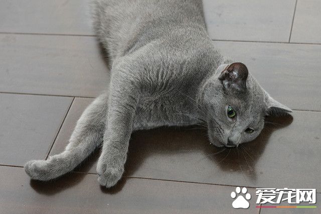 俄罗斯蓝猫