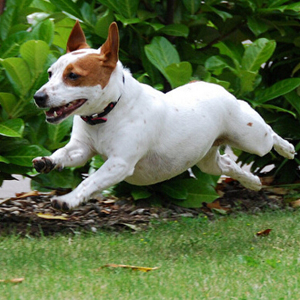头部非常独特的威尔士跳猎犬图片图片