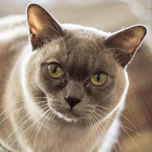 世界上最爱撒娇的缅甸猫图片大全图片