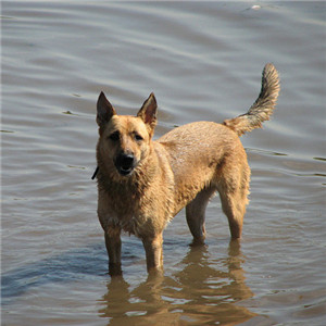 动作敏捷举止优雅的卡南犬图片图片