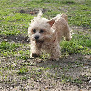 最古雅最别致的丹迪丁蒙梗图片图片