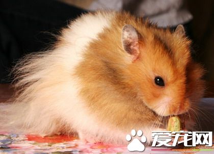 01300000164646121082660223315