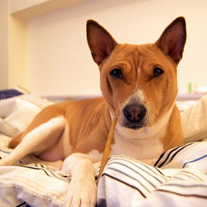 具有文雅而优美气质的巴仙吉犬图片图片