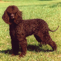 爱尔兰水猎犬的整体描述