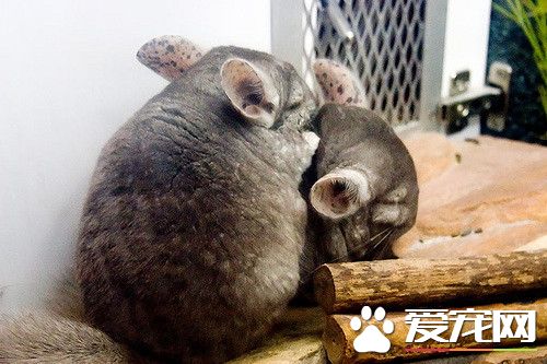 172342156_ea58140f83_z