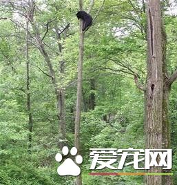 猫咪护家发虎威 两次将300余斤大黑熊逐上树
