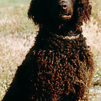 爱尔兰水猎犬的颜色