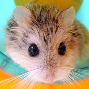 老婆婆仓鼠图片