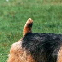 澳大利亚梗的尾巴