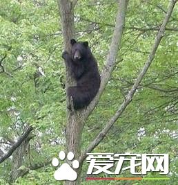 猫咪护家发虎威 两次将300余斤大黑熊逐上树