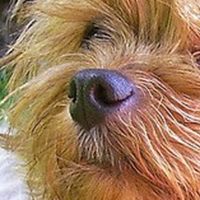 澳大利亚梗的鼻子