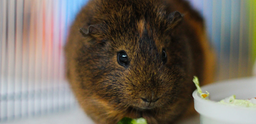 褐色刺毛天竺鼠