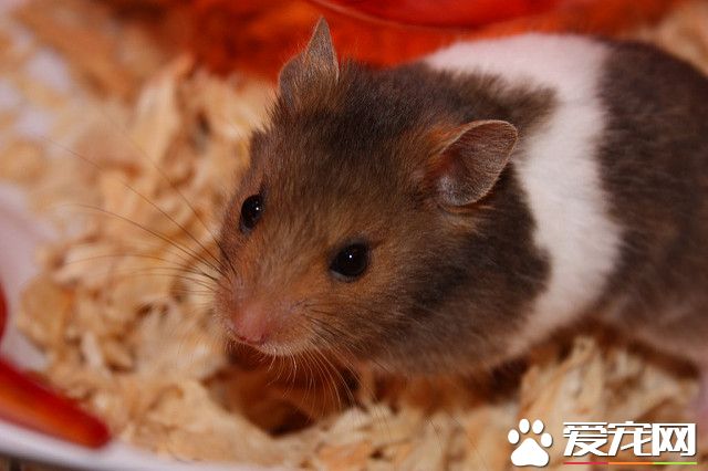 2443334450_bd6ed23eb4_z