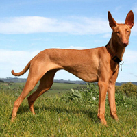 法老王猎犬的整体描述