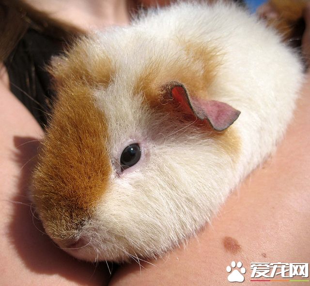 7251769958_43df393d9e_z