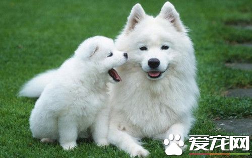 花7000元买的萨摩耶 却被朋友告知是白狐