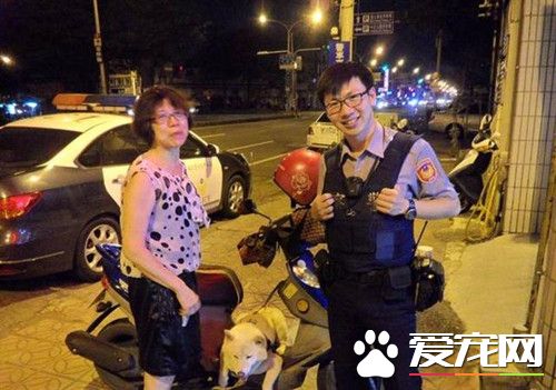 见色忘主 柴犬3次离家出走只为堵截女朋友