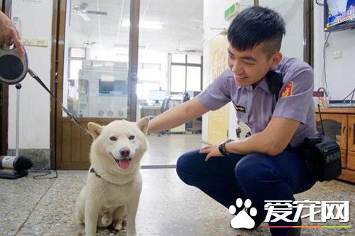 见色忘主 柴犬3次离家出走只为堵截女朋友