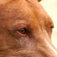 法老王猎犬的眼睛