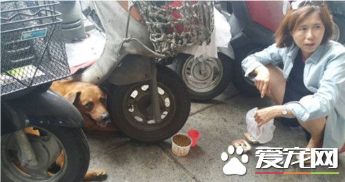 7旬女主人高烧住院 忠犬坚守急诊室7天