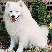 美国爱斯基摩犬的整体描述