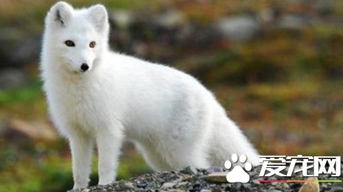 花7000元买的萨摩耶 却被朋友告知是白狐