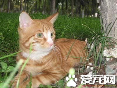 猫咪护家发虎威 两次将300余斤大黑熊逐上树
