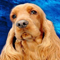 英国可卡犬的头部