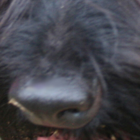 苏格兰梗的鼻子