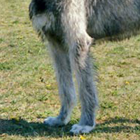 爱尔兰猎狼犬的前腿