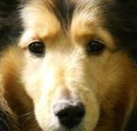 喜乐蒂牧羊犬的眼睛