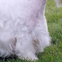 西里汉梗的前腿