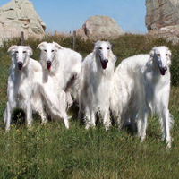 苏俄猎狼犬的颜色