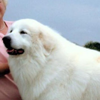 大白熊犬的颈部