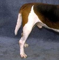 英国猎狐犬的后腿