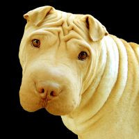 中国沙皮犬的眼睛