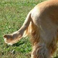 英国可卡犬的尾巴