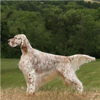 英国雪达犬的颜色